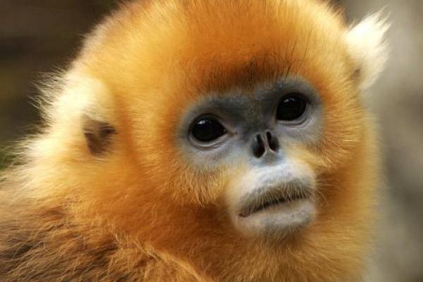 1980年属猴的命运分析：智慧与挑战并存的生命旅程