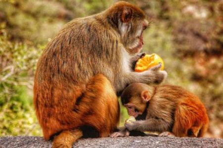 2005年猴的命运分析：灵动与智慧的交织之道