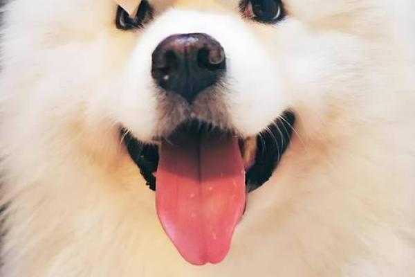 1992年属狗生肖命理解析：探寻属于你的独特人生之路