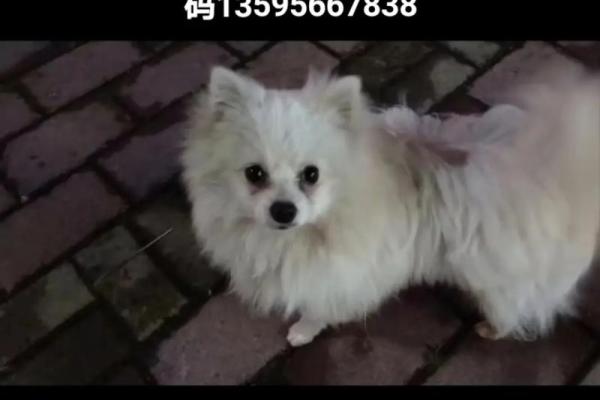 揭开1972年狗年命理的神秘面纱,解读狗狗们的运势与个性! 揭开1972年狗年命理的神秘面纱,解读狗狗们的运势与个性!