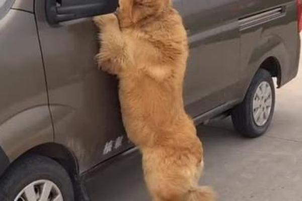 揭开1972年狗年命理的神秘面纱,解读狗狗们的运势与个性! 揭开1972年狗年命理的神秘面纱,解读狗狗们的运势与个性!