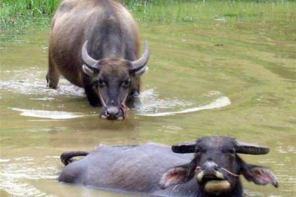 1992年是哪种牛年?揭秘“水牛”命的独特魅力! 1992年是哪种牛年?揭秘“水牛”命的独特魅力!