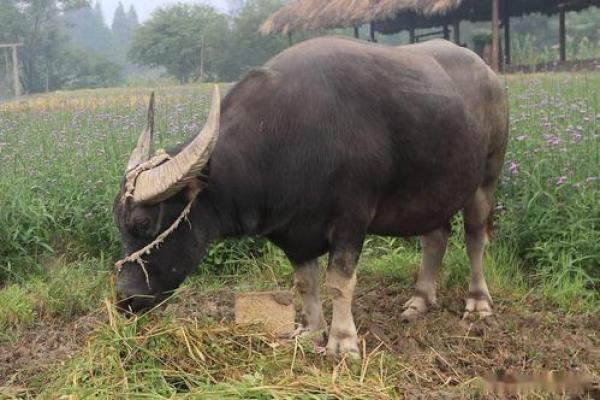 1992年是哪种牛年?揭秘“水牛”命的独特魅力! 1992年是哪种牛年?揭秘“水牛”命的独特魅力!