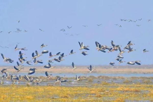 2016年候鸟迁徙的奇幻旅程:自然的魅力与启示 2016年候鸟迁徙的奇幻旅程:自然的魅力与启示