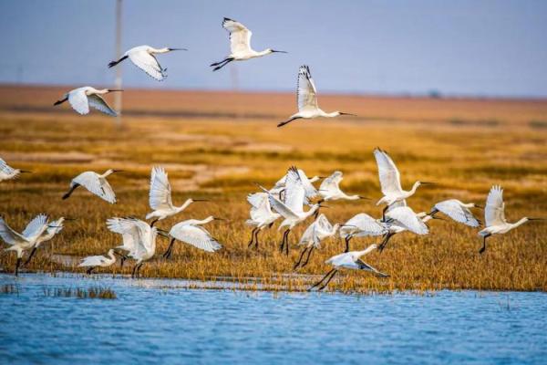 2016年候鸟迁徙的奇幻旅程:自然的魅力与启示 2016年候鸟迁徙的奇幻旅程:自然的魅力与启示