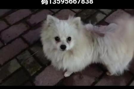 揭开1972年狗年命理的神秘面纱，解读狗狗们的运势与个性！