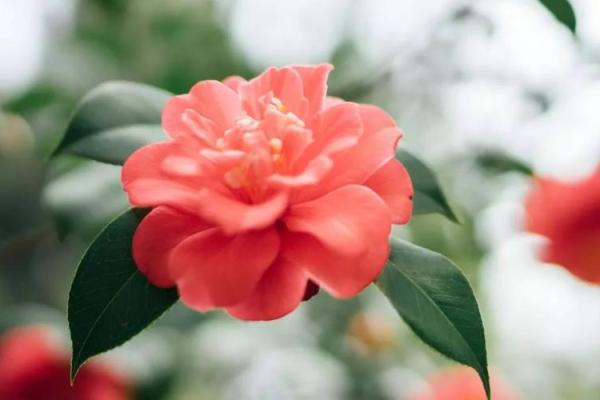 2023年腊月虎宝宝女孩命格分析:解析其性格与未来发展 2023年腊月虎宝宝女孩命格分析:解析其性格与未来发展