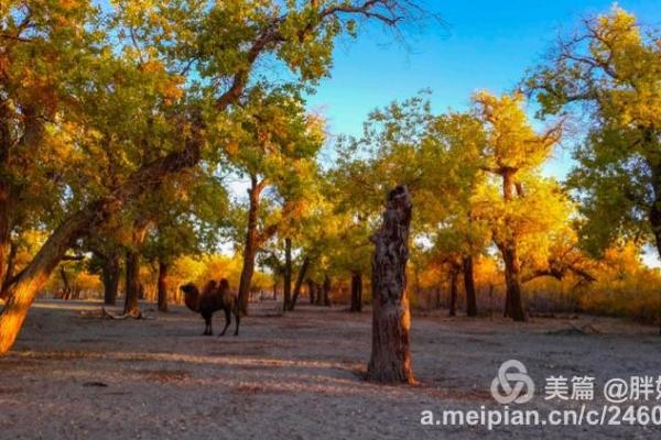 1998年:猛虎之年,踏上生命辉煌的旅程 1998年:猛虎之年,踏上生命辉煌的旅程