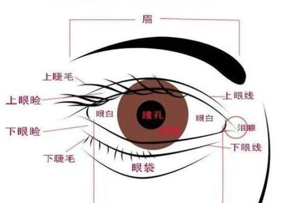 眼睛在命理中的神秘象征与深刻意义