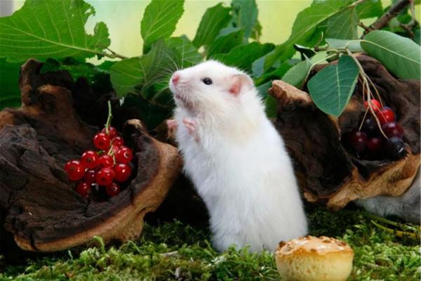 1972年鼠女的命运与人生：解读她们的独特个性与潜能