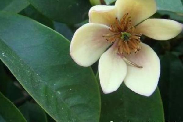 2011年木兔命解析：如何发掘和利用你的好运与潜力