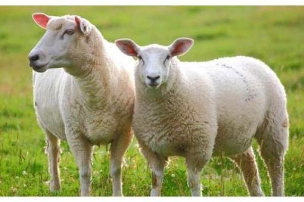 1981年属羊的人命运解析与人生智慧探讨