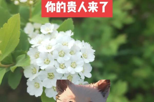 九四年出生的狗,命运与性格的深度解析 九四年出生的狗,命运与性格的深度解析