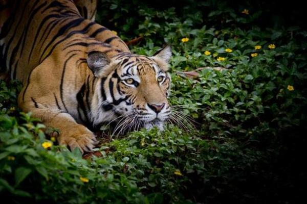 探索1950年出生的虎年人的命运与性格特点 探索1950年出生的虎年人的命运与性格特点