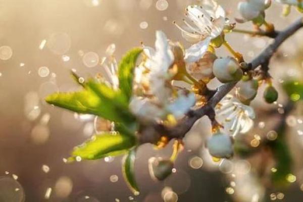 古代女子名字的命理讲究与文化底蕴探析 古代女子名字的命理讲究与文化底蕴探析