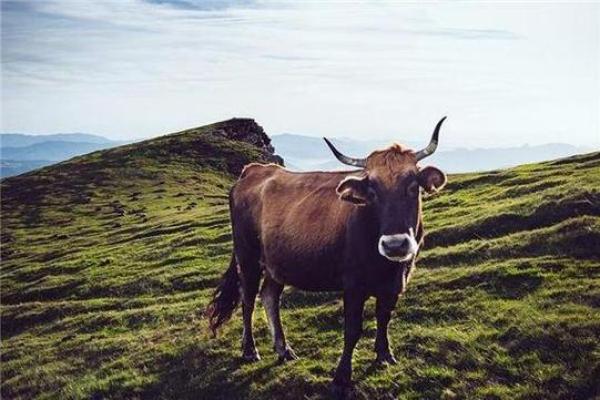 2022年牛年运势解析：揭示牛属人的命运与机遇