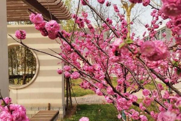 揭秘2011年属虎人的命运与人生旅程，如何把握机会与挑战！