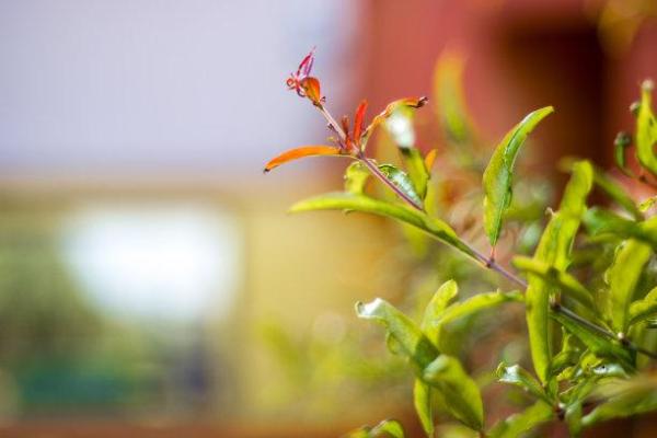 揭秘提升夫妻桃花运的命格秘籍，让爱意绵绵如丝！