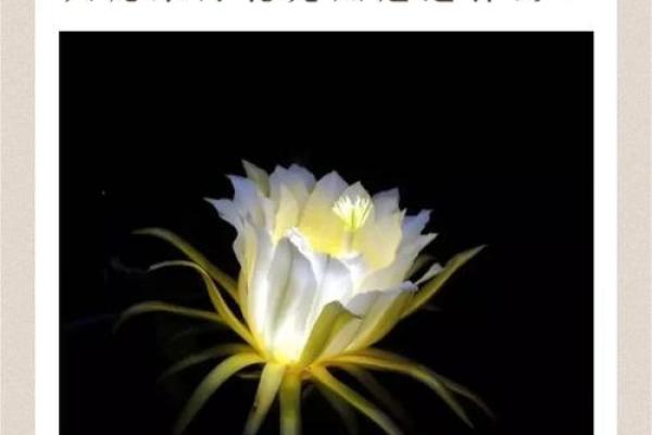 火龙命与相配命运的完美结合：命理学解码人生之路