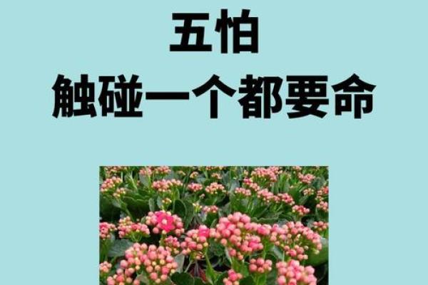 揭示男人太阳命的深层含义与影响力 揭示男人太阳命的深层含义与影响力