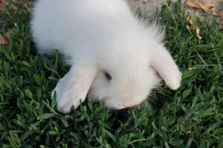 1988年出生的兔子命运与性格分析