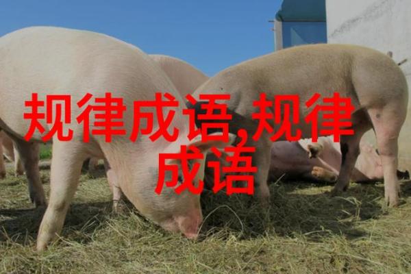 揭开命运真相：与“披什么”相关的成语探索之旅