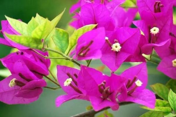 根据生辰八字选择适合的花草，提升运势与心情