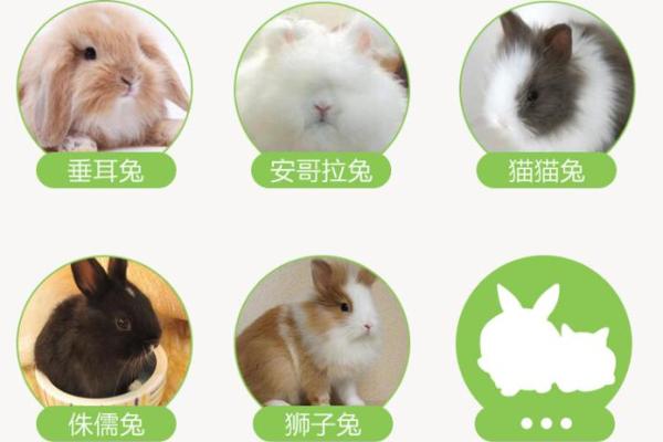 2023兔年：揭开兔年出生者的命理秘密与好运之道