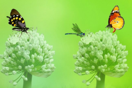 探索女性命运：哪些属相让好运降临？