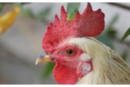 探索81属鸡之人的命运奥秘与人生启示