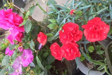 火命女人的命硬究竟是什么意思？解密命运之路的深层含义！