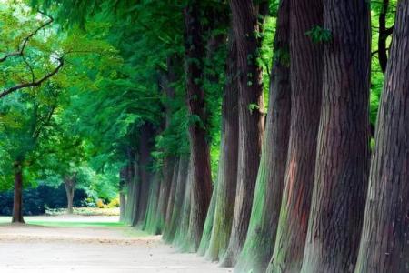 探秘甲木命格：土旺女命的神秘与魅力