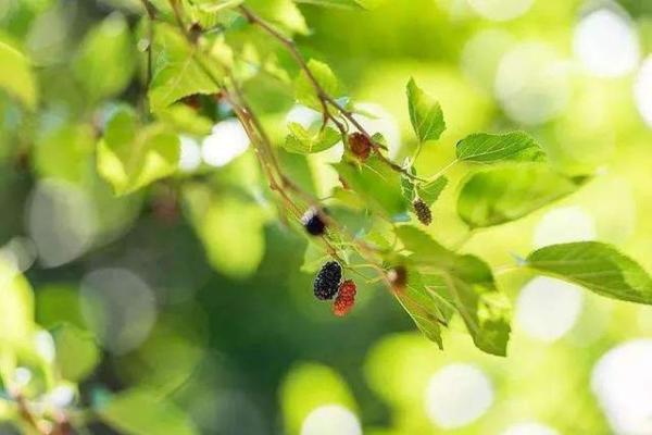 桑树木命：人生与命运的神秘联系