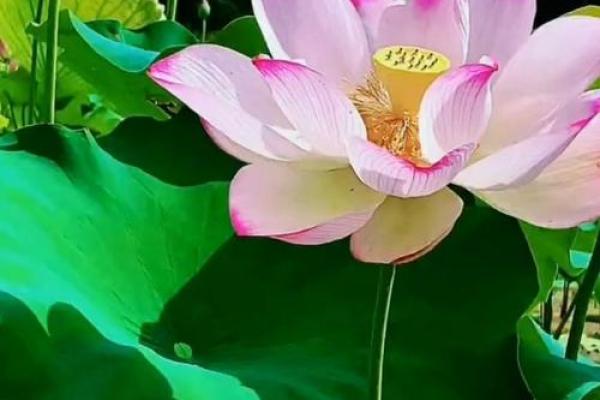 涧下水命女：流动与柔韧的性格解析，寻找内心的宁静与力量