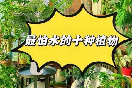 爱养花的人，命里藏花缘：解读那些热爱花卉的人生哲学