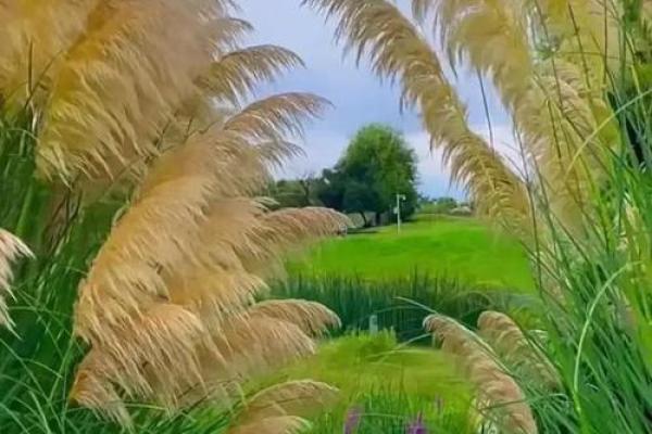 大池水命适合的小颜色，带你洞察生命之美！