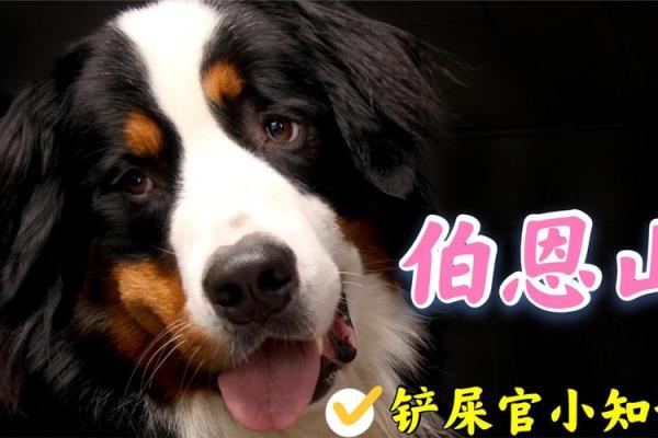 解读犬类寿命：12岁狗狗的命运与秘密
