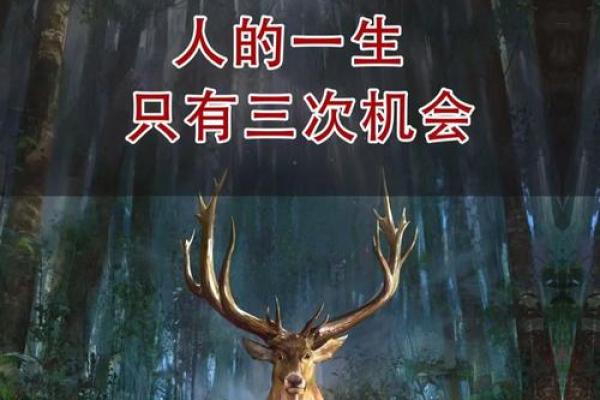 龙年的命：二零一九年出生的人命运解析与人生指导