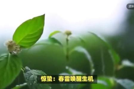 惊蛰出生的命运：探寻春雷唤醒的灵魂之旅