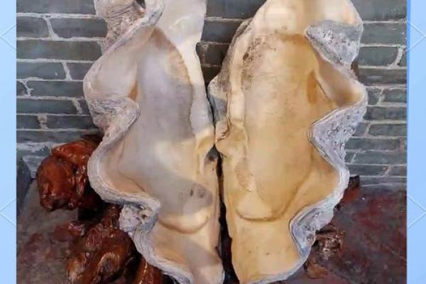 佛教中的珊瑚命：珍贵的灵性象征与智慧之光