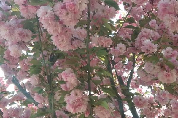 春暖花开，四月的美丽与希望