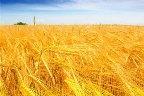 了解大海金命者的最佳挂件选择，提升运势与魅力！