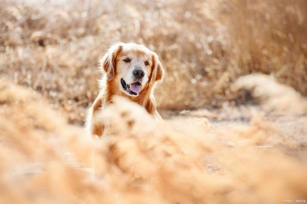 过命交情的动物：生命相托的忠诚与情感