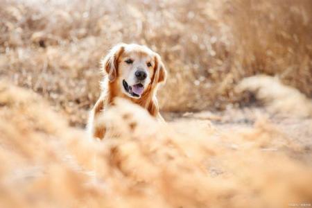 过命交情的动物：生命相托的忠诚与情感