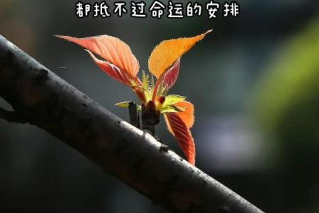 命运的安排与挚爱的抉择：在人生十字路口的思考