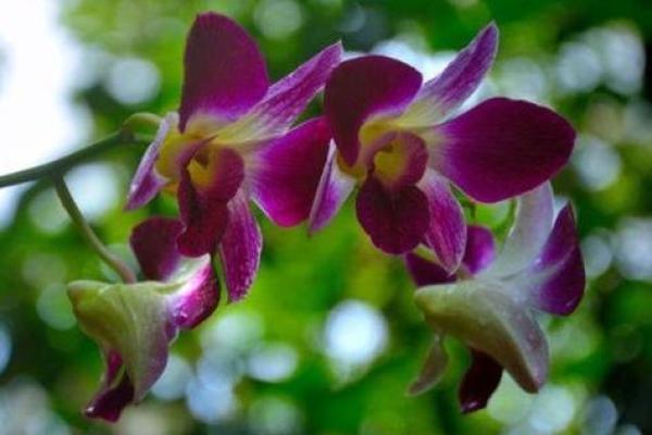 水命佩戴花卉的妙用：让您的生活更加美好