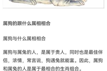 70年属狗女人命运解析：从性格到职业发展的全面分析