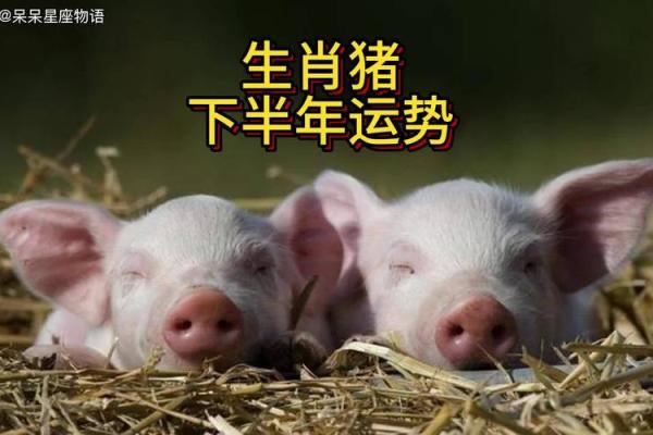 深度解析:属猪人的命运与职业发展探秘 深度解析:属猪人的命运与职业发展探秘