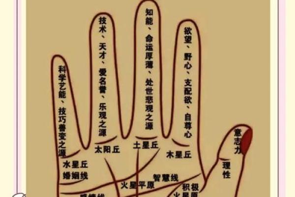 手相饱满的秘密:揭示命格背后的丰富人生轨迹 手相饱满的秘密:揭示命格背后的丰富人生轨迹