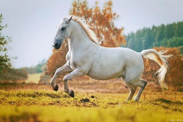 40岁属马之人：命理解析与人生建议